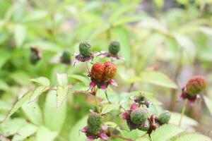 Raspberry fruit close up in a summer garden. photo