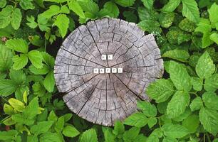 Word be happy of wooden alphabet beads on a tree stump surface in the forest. photo