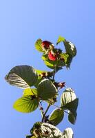 Frost on the green raspberry leaves photo