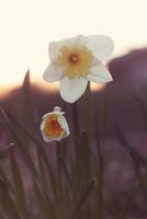 Yellow narcissus flowers photo