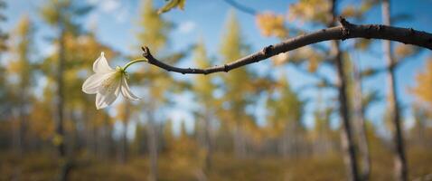 Prowling flower surrounding shot forest branch wind tundra forest up soaring through. photo