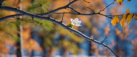 Prowling flower surrounding shot forest branch wind tundra forest up soaring through. photo