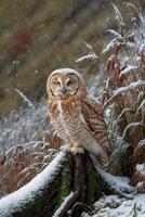 Red owl prowling on green down dense frosty through nibbling moss leaf above reed hills in squirrel roots floor prowling snow. photo
