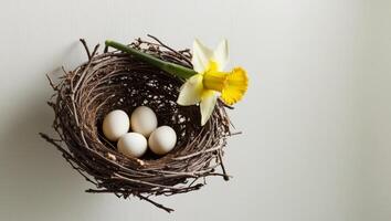 A bird's nest with five eggs and a daffodil at its center. photo
