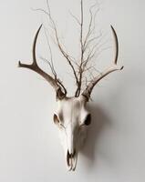 The skull of an with roots growing from it. photo