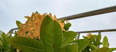 Fresh Blooming Yellow Flowers in the Office Garden photo