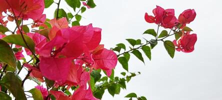 Paper Flowers look beautiful photo