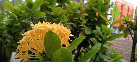 Fresh Blooming Yellow Flowers in the Office Garden photo