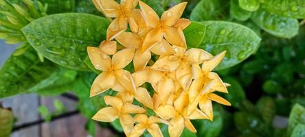 Fresh Blooming Yellow Flowers in the Office Garden photo