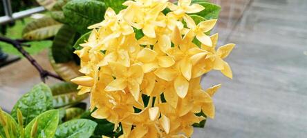 Fresh Blooming Yellow Flowers in the Office Garden photo