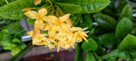 Fresh Blooming Yellow Flowers in the Office Garden photo