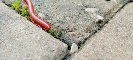 red millipede insect walking on cement floor. Many-legged animal on the ground. photo
