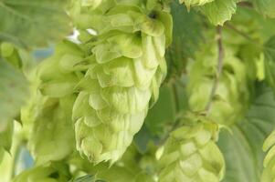 Detailed closeup of fresh green hops on vine over white background highlighting texture and vibrancy photo