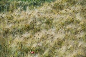 Lush barley field swaying gently in the breeze on a sunny day photo