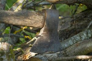 Old rusty axe embedded in tree trunk during forest chopping on a sunny day photo
