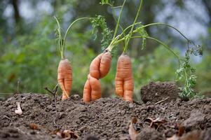 Close-up of three unusual carrots with intertwined forms growing in the garden soil photo