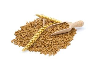 Wheat grain seeds spilling from two wooden scoops photo