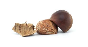 Nature's Beauty Macro Chestnut and Shell Isolated on White Background photo