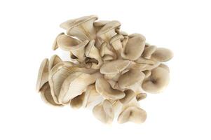 Fresh Oyster Mushrooms on White Background Displaying Natural Clustered Growth photo