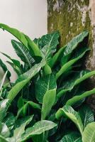 A plant with green leaves and moss on the wall photo