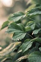 Fresh green leaves with morning dew in natural light. photo