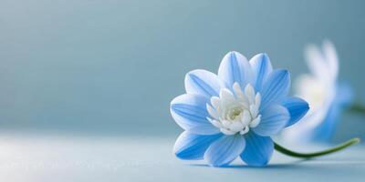 A blue flower with a white center is displayed on a blue background. photo