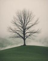 A Single Tree Stands Alone on a Rolling Green Hill with Fog in the Valley. photo