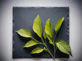 Zero Percent Chalk Art with Fresh Green Leaves on Dark Slate Background. photo