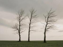 Three wind blown trees in an open grassy field on a cloudy day. photo