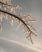 A tree branch covered in snow with a bright light shining on it. photo