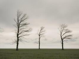 Three wind blown trees in an open grassy field on a cloudy day. photo