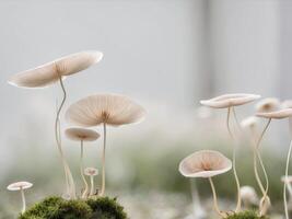 A Captivating Motion Blur of Growing Mushrooms Revealed Through a Unique 2 Days Exposure Technique in Nature. photo