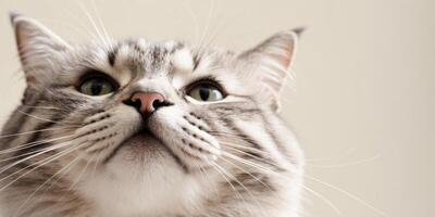 Closeup of a cat looking up with whiskers and snout. photo