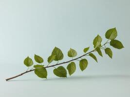 Green leaves on a branch placed on a light blue background with ample copy space. photo