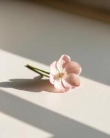 A single pink flower sits on a white surface. photo