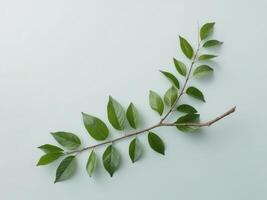 Green leaves on a branch placed on a light blue background with ample copy space. photo