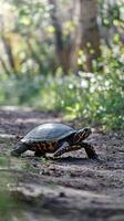 Box turtle crossing dirt path, intricate shell patterns framed by sunny greenery Vertical Mobile Wallpaper photo