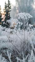 Frost covered plants, clustered structures encased in delicate ice evoke winter serenity Vertical Mobile Wallpaper photo