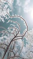 Frosty branches twist upwards under sunlight, creating a winter wonderland Vertical Mobile Wallpaper photo