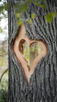 Tree trunks heart shaped carving contrasts with dark bark, softly lit Vertical Mobile Wallpaper photo