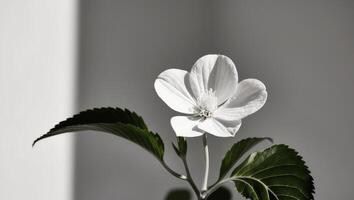 A white flower with green leaves is shown in a close up. photo