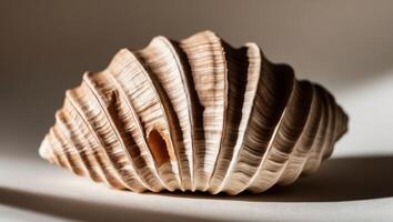 Soft Chestnut Shell Texture with Diffused Light. photo