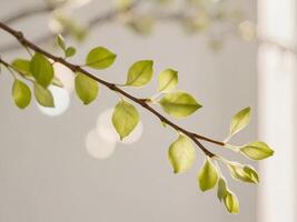 New leaves on a branch in spring sunlight. photo