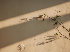Sunlight Shadows on Textured Plaster Wall with Leaves and Branches. photo