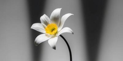 A single white flower with a yellow center on a black background. photo