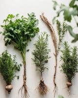 Freshly Harvested Herbs and Roots Neatly Arranged on a Light Background Showcasing Vibrant Green Foliage and Diverse Root Structures for Culinary Inspiration. photo