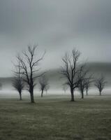 Wind blown trees in an open grassy field on a foggy and cloudy day. photo