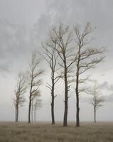 Wind blown trees standing in an open field on a cloudy day. photo