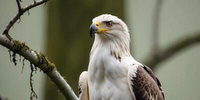 A close up of an eagle perched on a tree branch. photo