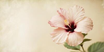 Faded Hibiscus Flowers with Warm Nostalgic Background in Vintage Aesthetic. photo